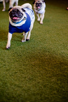 Princess & Yoshi's PUG BIRTHDAY BASH-1