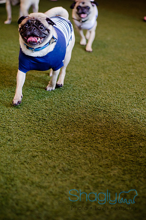 Princess & Yoshi's PUG BIRTHDAY BASH-1