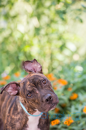 Stella