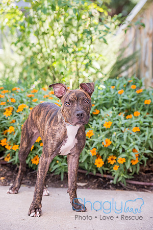 Stella