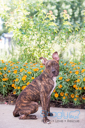Stella