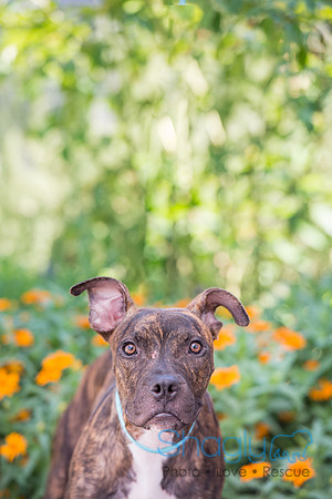 Stella