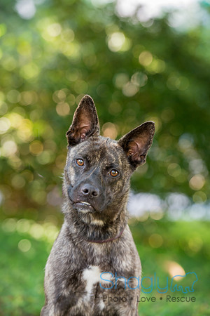 Elsa
