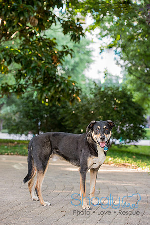 Kona
