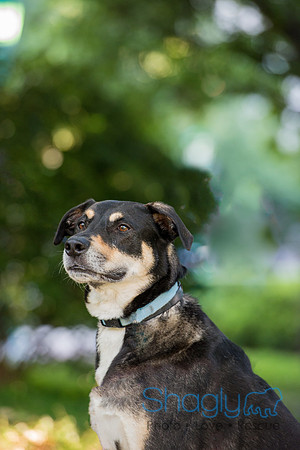 Kona