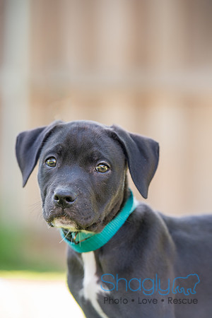 Ryder