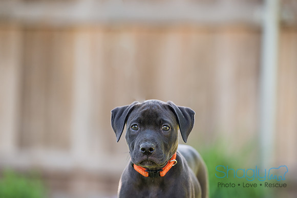 Greta