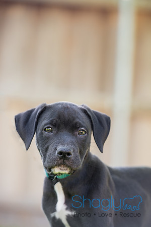 Ryder