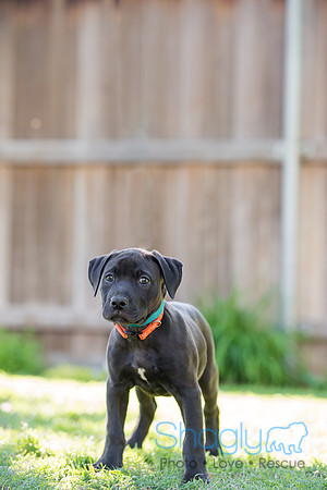 Greta