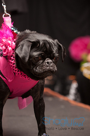 Project Pugway DFW Pug Rescue-29