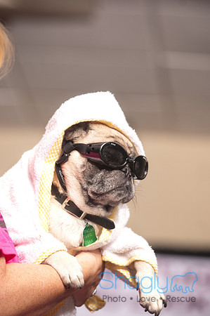 Project Pugway DFW Pug Rescue-21