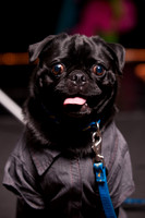 Project Pugway DFW Pug Rescue-1