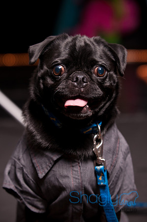Project Pugway DFW Pug Rescue-1