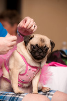 Project Pugway DFW Pug Rescue-10