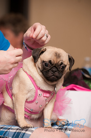 Project Pugway DFW Pug Rescue-10