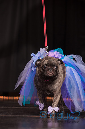 Project Pugway DFW Pug Rescue-40