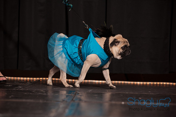 Project Pugway DFW Pug Rescue-26