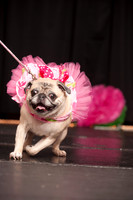 Project Pugway DFW Pug Rescue-18