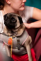 Project Pugway DFW Pug Rescue-13