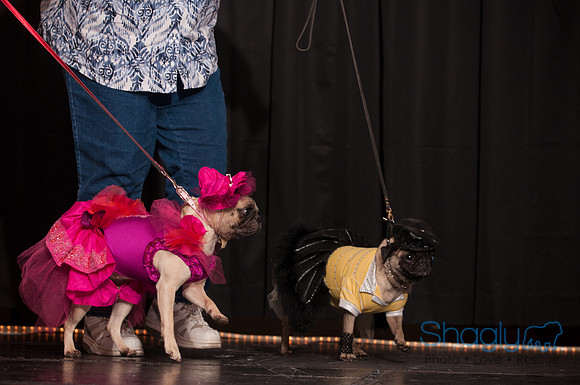 Project Pugway DFW Pug Rescue-41