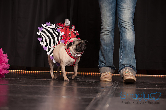 Project Pugway DFW Pug Rescue-36