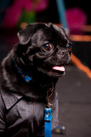 Project Pugway DFW Pug Rescue-2