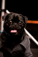 Project Pugway DFW Pug Rescue-7
