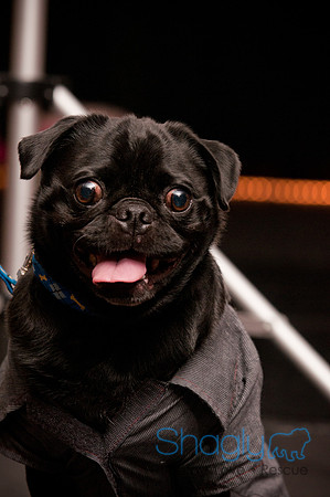 Project Pugway DFW Pug Rescue-7