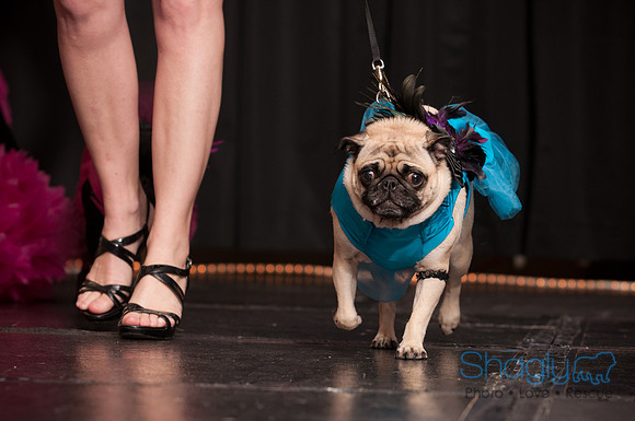 Project Pugway DFW Pug Rescue-27