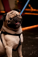 Project Pugway DFW Pug Rescue-5