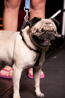 Project Pugway DFW Pug Rescue-4