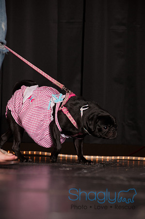 Project Pugway DFW Pug Rescue-30