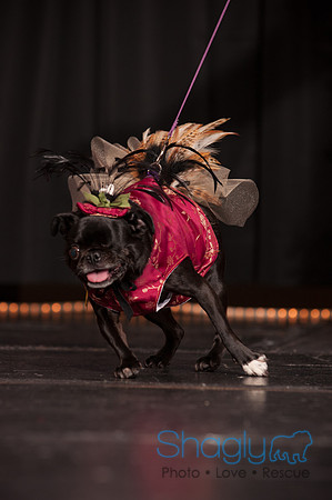 Project Pugway DFW Pug Rescue-32