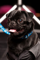 Project Pugway DFW Pug Rescue-8