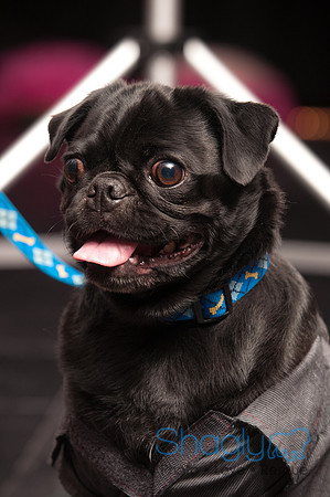 Project Pugway DFW Pug Rescue-8