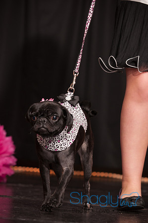 Project Pugway DFW Pug Rescue-38