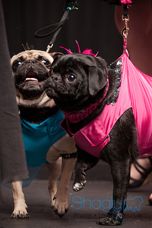 Project Pugway DFW Pug Rescue-28