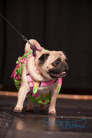 Project Pugway DFW Pug Rescue-33