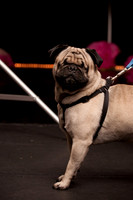 Project Pugway DFW Pug Rescue-6