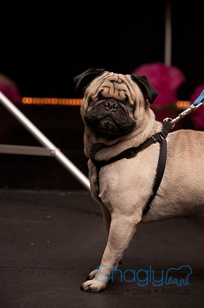 Project Pugway DFW Pug Rescue-6
