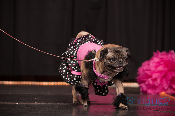Project Pugway DFW Pug Rescue-14