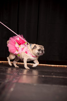 Project Pugway DFW Pug Rescue-17