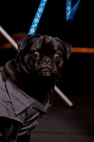 Project Pugway DFW Pug Rescue-3