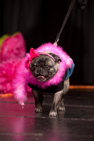 Project Pugway DFW Pug Rescue-15