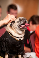 Project Pugway DFW Pug Rescue-11