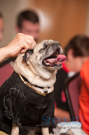 Project Pugway DFW Pug Rescue-11