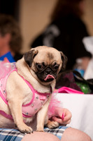 Project Pugway DFW Pug Rescue-9