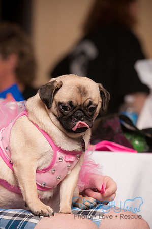 Project Pugway DFW Pug Rescue-9