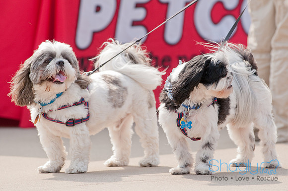 Shagly Photography Prosper Pooch Party-28