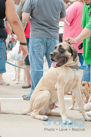 Shagly Photography Prosper Pooch Party-93